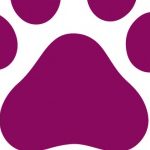 Catvertiser z automatyczną optymalizacją kampanii na Facebooku