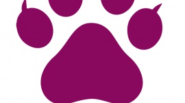 Catvertiser z automatyczną optymalizacją kampanii na Facebooku