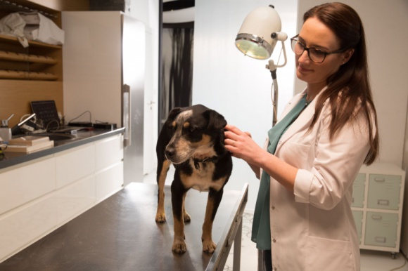 Kim są przedsiębiorcy z kampanii T-Mobile? Zofia Gaińska jest jednym z nich BIZNES, Media i PR - Właścicielka przychodni dla zwierząt popularyzującej w Polsce z pomocą narzędzi cyfrowych wiedzę o rehabilitacji psów i kotów wystąpiła w kampanii T-Mobile.