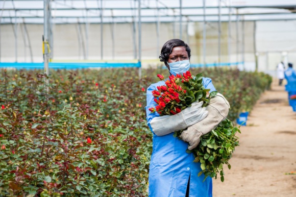 Czy kwiaty mogą być fair? Handel, BIZNES - Zakup róż ze znakiem Fairtrade wspiera plantatorów w krajach rozwijających się i urzeczywistnia ideę sprawiedliwości w handlu.